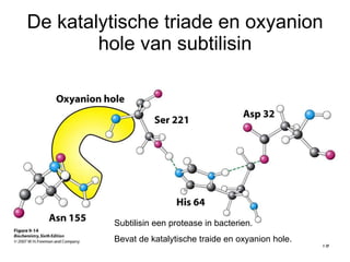 De katalytische triade en oxyanion hole van subtilisin Subtilisin een protease in bacterien. Bevat de katalytische traide en oxyanion hole. 