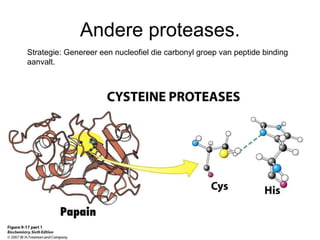 Andere proteases. Strategie: Genereer een nucleofiel die carbonyl groep van peptide binding aanvalt. 