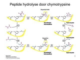 Peptide hydrolyse door chymotrypsine 