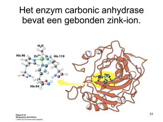 Het enzym carbonic anhydrase bevat een gebonden zink-ion. 