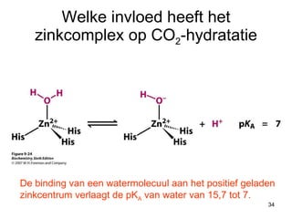 Welke invloed heeft het zinkcomplex op CO 2 -hydratatie De binding van een watermolecuul aan het positief geladen zinkcentrum verlaagt de pK A  van water van 15,7 tot 7. 
