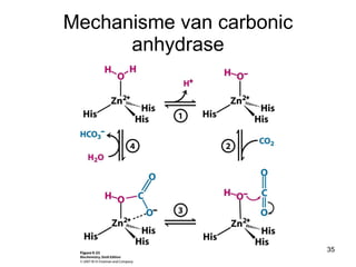 Mechanisme van carbonic anhydrase 