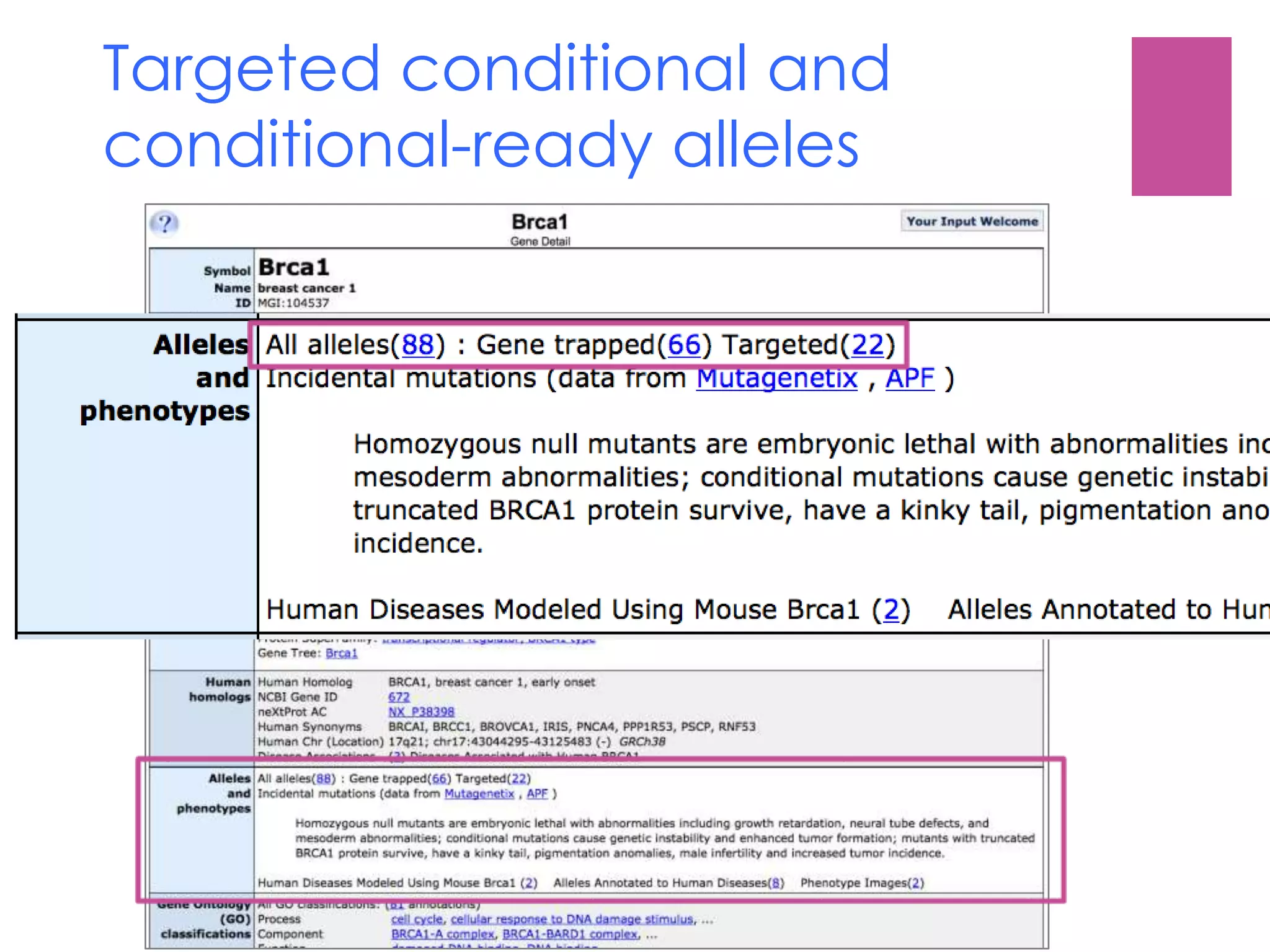 Targeted conditional and
conditional-ready alleles
 
