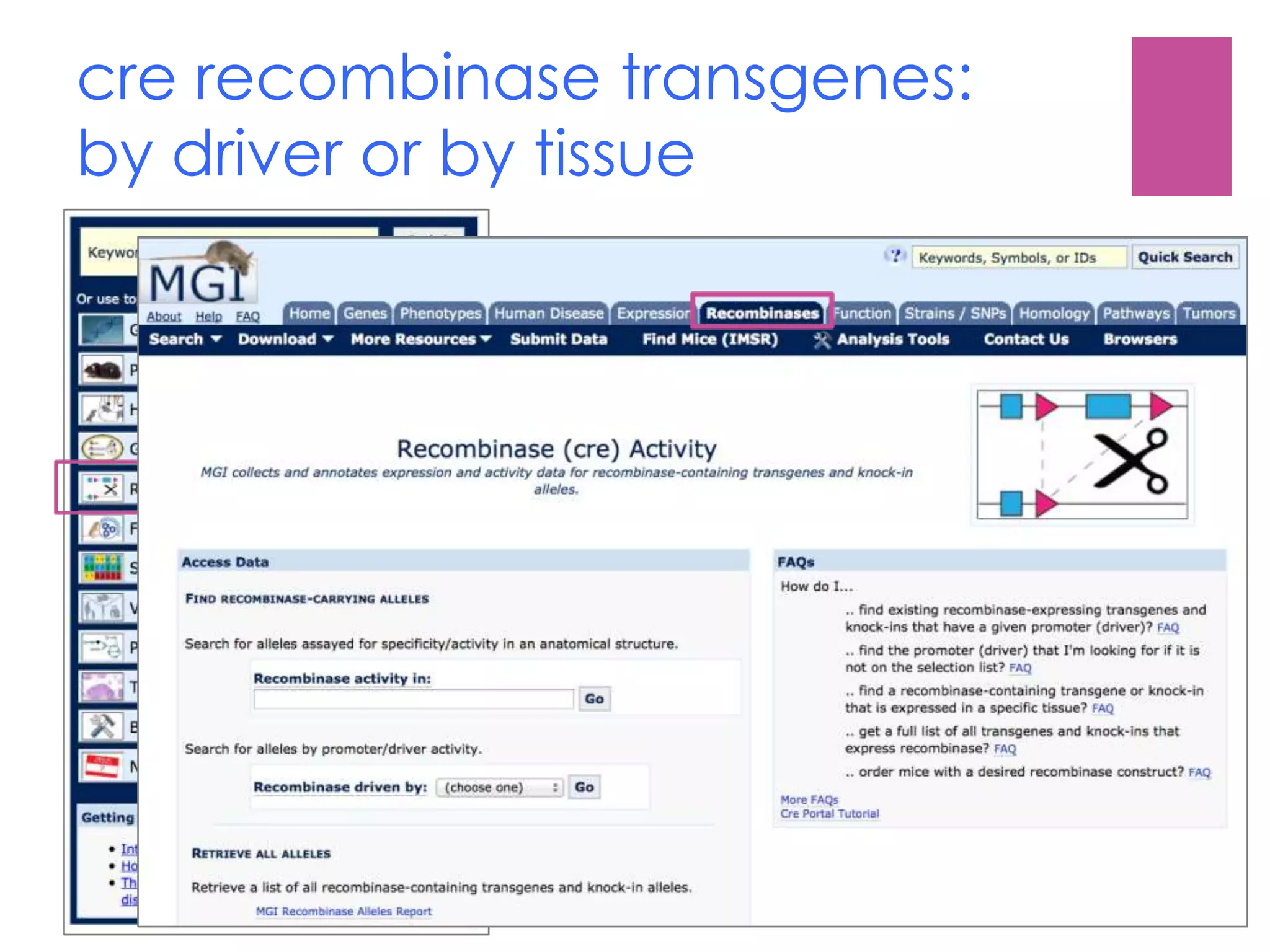 cre recombinase transgenes:
by driver or by tissue
 