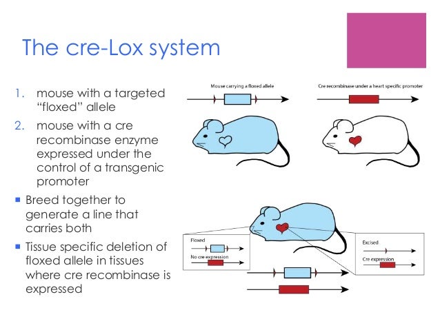 cre lox and cre recombinases in mouse genome informatics cre lox