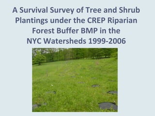 A Survival Survey of Tree and Shrub 
 Plantings under the CREP Riparian 
     Forest Buffer BMP in the 
    NYC Watersheds 1999‐2006 
 