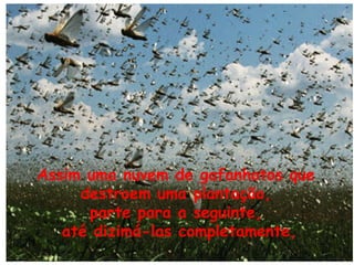 Assim uma nuvem de gafanhotos que
destroem uma plantação,
parte para a seguinte,
até dizimá-las completamente,

 