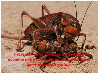 nesse momento acontece o inevitável,
devoram entre si, e o último perece de fome,
exterminando a espécie.

 