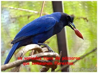 os variados tipos de pássaros
que semearam florestas,

 
