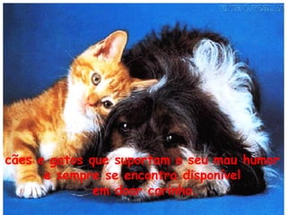 cães e gatos que suportam o seu mau humor
e sempre se encontra disponível
em doar carinho.

 