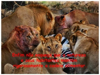 Enfim não esqueça que a natureza
e seus habitantes mantém
rigorosamente a cadeia alimentar.

 