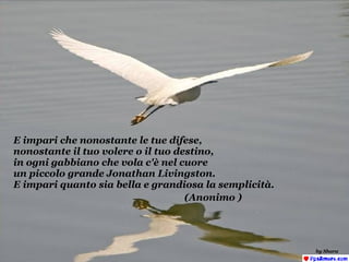 E impari che nonostante le tue difese, nonostante il tuo volere o il tuo destino, in ogni gabbiano che vola c'è nel cuore un piccolo grande Jonathan Livingston. E impari quanto sia bella e grandiosa la semplicità.   (Anonimo )   by Shara 