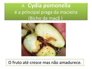 A Cydia pomonella
é a principal praga da macieira
(Bicho da maçã )
O fruto até cresce mas não amadurece.
 