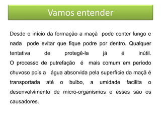 Vamos entender
Desde o início da formação a maçã pode conter fungo e
nada pode evitar que fique podre por dentro. Qualquer
tentativa de protegê-la já é inútil.
O processo de putrefação é mais comum em período
chuvoso pois a água absorvida pela superfície da maçã é
transportada até o bulbo, a umidade facilita o
desenvolvimento de micro-organismos e esses são os
causadores.
 