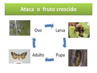 Ataca o fruto crescido
 