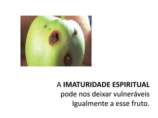 A IMATURIDADE ESPIRITUAL
pode nos deixar vulneráveis
Igualmente a esse fruto.
 