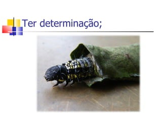 Ter determinação; 