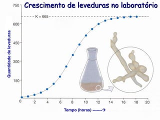 Quantidade de leveduras
                          Crescimento de leveduras no laboratório




                                     Tempo (horas) -------
 