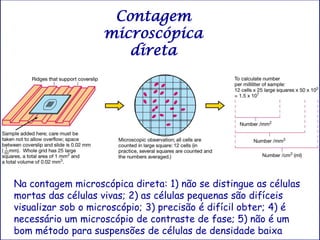 Contagem
                   microscópica
                      direta




Na contagem microscópica direta: 1) não se distingue as células
mortas das células vivas; 2) as células pequenas são difíceis
visualizar sob o microscópio; 3) precisão é difícil obter; 4) é
necessário um microscópio de contraste de fase; 5) não é um
bom método para suspensões de células de densidade baixa
 