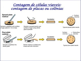 Contagem de células viaveis:
contagem de placas ou colônias
 