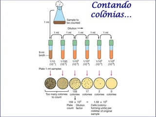 Contando
colônias…
 