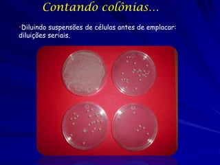 Contando colônias…
•Diluindo suspensões de células antes de emplacar:
diluições seriais.
 