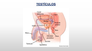 TESTÍCULOS
 