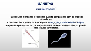 GAMETAS
ESPERMATOZÓIDES
- São células alongadas e pequenas quando comparadas com os ovócitos
secundários.
- Essas células apresentam três regiões: cabeça, peça intermediária e flagelo.
- A partir da puberdade são produzidos continuamente nos testículos, na parede
dos túbulos seminíferos.
 