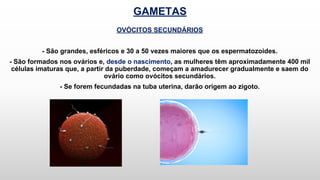 GAMETAS
OVÓCITOS SECUNDÁRIOS
- São grandes, esféricos e 30 a 50 vezes maiores que os espermatozoides.
- São formados nos ovários e, desde o nascimento, as mulheres têm aproximadamente 400 mil
células imaturas que, a partir da puberdade, começam a amadurecer gradualmente e saem do
ovário como ovócitos secundários.
- Se forem fecundadas na tuba uterina, darão origem ao zigoto.
 