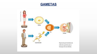 GAMETAS
 