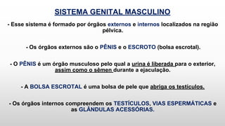 SISTEMA GENITAL MASCULINO
- Esse sistema é formado por órgãos externos e internos localizados na região
pélvica.
- Os órgãos externos são o PÊNIS e o ESCROTO (bolsa escrotal).
- O PÊNIS é um órgão musculoso pelo qual a urina é liberada para o exterior,
assim como o sêmen durante a ejaculação.
- A BOLSA ESCROTAL é uma bolsa de pele que abriga os testículos.
- Os órgãos internos compreendem os TESTÍCULOS, VIAS ESPERMÁTICAS e
as GLÂNDULAS ACESSÓRIAS.
 