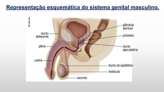Representação esquemática do sistema genital masculino.
 