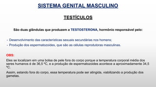 SISTEMA GENITAL MASCULINO
TESTÍCULOS
São duas glândulas que produzem a TESTOSTERONA, hormônio responsável pelo:
- Desenvolvimento das características sexuais secundárias nos homens;
- Produção dos espermatozoides, que são as células reprodutoras masculinas.
OBS:
Eles se localizam em uma bolsa de pele fora do corpo porque a temperatura corporal média dos
seres humanos é de 36,5 ºC, e a produção de espermatozoides acontece a aproximadamente 34,5
ºC.
Assim, estando fora do corpo, essa temperatura pode ser atingida, viabilizando a produção dos
gametas.
 