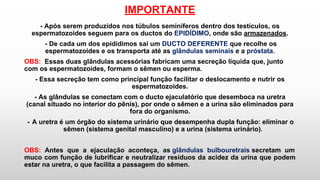 IMPORTANTE
- Após serem produzidos nos túbulos seminíferos dentro dos testículos, os
espermatozoides seguem para os ductos do EPIDÍDIMO, onde são armazenados.
- De cada um dos epidídimos sai um DUCTO DEFERENTE que recolhe os
espermatozoides e os transporta até as glândulas seminais e a próstata.
OBS: Essas duas glândulas acessórias fabricam uma secreção líquida que, junto
com os espermatozoides, formam o sêmen ou esperma.
- Essa secreção tem como principal função facilitar o deslocamento e nutrir os
espermatozoides.
- As glândulas se conectam com o ducto ejaculatório que desemboca na uretra
(canal situado no interior do pênis), por onde o sêmen e a urina são eliminados para
fora do organismo.
- A uretra é um órgão do sistema urinário que desempenha dupla função: eliminar o
sêmen (sistema genital masculino) e a urina (sistema urinário).
OBS: Antes que a ejaculação aconteça, as glândulas bulbouretrais secretam um
muco com função de lubrificar e neutralizar resíduos da acidez da urina que podem
estar na uretra, o que facilita a passagem do sêmen.
 