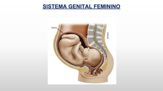 SISTEMA GENITAL FEMININO
 
