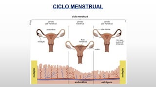 CICLO MENSTRUAL
 