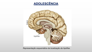 ADOLESCÊNCIA
Representação esquemática da localização da hipófise.
 