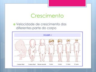 Crescimento
 Velocidade de crescimento das
 diferentes parte do corpo
 