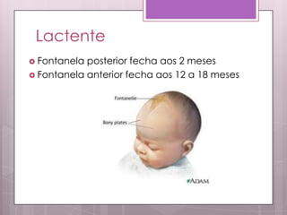 Lactente
 Fontanela posterior fecha aos 2 meses
 Fontanela anterior fecha aos 12 a 18 meses
 