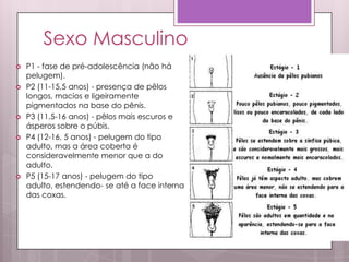 Sexo Masculino
 P1 - fase de pré-adolescência (não há
pelugem).
 P2 (11-15,5 anos) - presença de pêlos
longos, macios e ligeiramente
pigmentados na base do pênis.
 P3 (11,5-16 anos) - pêlos mais escuros e
ásperos sobre o púbis.
 P4 (12-16, 5 anos) - pelugem do tipo
adulto, mas a área coberta é
consideravelmente menor que a do
adulto.
 P5 (15-17 anos) - pelugem do tipo
adulto, estendendo- se até a face interna
das coxas.
 