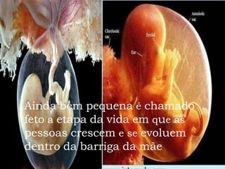 Ainda   bem   pequena  é  chamado   feto  a  etapa   da   vida   em  q u e as  pessoas   crescem  e se  evoluem   dentro   da   barriga   da   mãe 