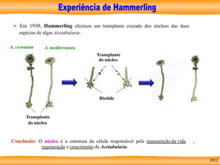 Crescimento e renovação celular Biologia e Geologia | PDF