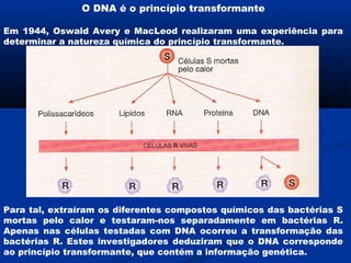 O DNA é o princípio transformante

Em 1944, Oswald Avery e MacLeod realizaram uma experiência para
determinar a natureza química do princípio transformante.




Para tal, extraíram os diferentes compostos químicos das bactérias S
mortas pelo calor e testaram-nos separadamente em bactérias R.
Apenas nas células testadas com DNA ocorreu a transformação das
bactérias R. Estes investigadores deduziram que o DNA corresponde
ao princípio transformante, que contém a informação genética.
 