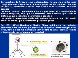 Os trabalhos de Avery e seus colaboradores foram importantes para
comprovar que o DNA era o material genético das células. Contudo,
tal não foi amplamente aceite pela comunidade científica de então
porque:
o DNA, quando comparado com as proteínas, era quimicamente
menos complexo, pelo que os cientistas consideravam que eram as
proteínas que continham a informação genética;
a genética bacteriana ainda não estava desenvolvida, não sendo
óbvio, na altura, que as bactérias possuíam genes.

Em 1952, Alfred Hershey e Martha Chase publicaram um trabalho
efectuado com um vírus que infecta as bactérias (bacteriófago). Esse
vírus, denominado T2, apresenta DNA dentro de uma cápsula proteica
e depende da bactéria para se reproduzir.
 