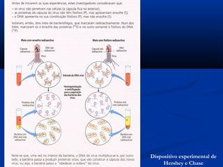 Dispositivo experimental de
     Hershey e Chase
 