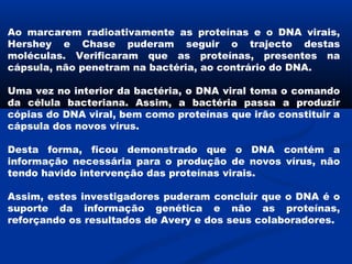 Ao marcarem radioativamente as proteínas e o DNA virais,
Hershey e Chase puderam seguir o trajecto destas
moléculas. Verificaram que as proteínas, presentes na
cápsula, não penetram na bactéria, ao contrário do DNA.

Uma vez no interior da bactéria, o DNA viral toma o comando
da célula bacteriana. Assim, a bactéria passa a produzir
cópias do DNA viral, bem como proteínas que irão constituir a
cápsula dos novos vírus.

Desta forma, ficou demonstrado que o DNA contém a
informação necessária para o produção de novos vírus, não
tendo havido intervenção das proteínas virais.

Assim, estes investigadores puderam concluir que o DNA é o
suporte da informação genética e não as proteínas,
reforçando os resultados de Avery e dos seus colaboradores.
 