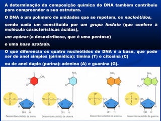 A determinação da composição química do DNA também contribuiu
para compreender a sua estrutura.
O DNA é um polímero de unidades que se repetem, os nucleótidos,
sendo cada um constituído por um grupo fosfato (que confere à
molécula características ácidas),
um açúcar (a desoxirribose, que é uma pentose)
e uma base azotada.
O que diferencia os quatro nucleótidos de DNA é a base, que pode
ser de anel simples (pirimídica): timina (T) e citosina (C)
ou de anel duplo (purina): adenina (A) e guanina (G).
 