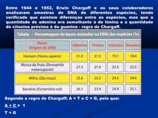 Entre 1944 e 1952, Erwin Chargaff e os seus colaboradores
analisaram amostras de DNA de diferentes espécies, tendo
verificado que existem diferenças entre as espécies, mas que a
quantidade de adenina era semelhante à de timina e a quantidade
de citosina próxima à da guanina - regra de Chargaff.




Segundo a regra de Chargaff: A = T e C = G, pelo que:
A+C≈ 1
T+G
 
