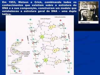 Em 1953, Watson e Crick, combinando todos os
conhecimentos que existiam sobre a estrutura do
DNA e a sua composição, construíram um modelo que
estabeleceu a estrutura geral do DNA – uma dupla
hélice.
 