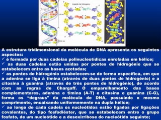 A estrutura tridimensional da molécula de DNA apresenta os seguintes
aspectos:
 é formada por duas cadeias polinucleotídicas enroladas em hélice;
 as duas cadeias estão unidas por pontes de hidrogénio que se
estabelecem entre as bases azotadas;
 as pontes de hidrogénio estabelecem-se de forma específica, em que
a adenina se liga à timina (através de duas pontes de hidrogénio) e a
citosina à guanina (através de três pontes de hidrogénio), de acordo
com as regras de Chargaff. O emparelhamento das bases
complementares, adenina e timina (A-T) e citosina e guanina (C-G),
forma os “degraus" da molécula de DNA, possuindo o mesmo
comprimento, encaixando uniformemente na dupla hélice;
 ao longo de cada cadeia os nucleótidos estão ligados por ligações
covalentes, do tipo fosfodiéster, que se estabelecem entre o grupo
fosfato, de um nucleótido e a desoxirribose do nucleótido seguinte;
 